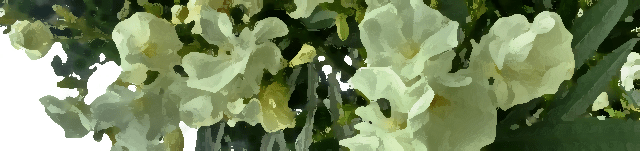 flores-blancas-con-efecto