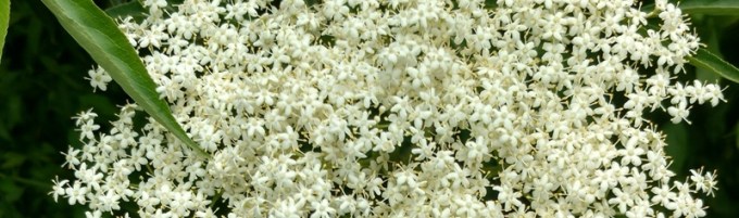 IMG_20170112_125532338_HDR-fb